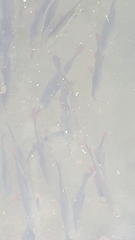 Scardinius erythrophthalmus