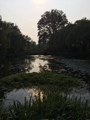 Alternanthera philoxeroides