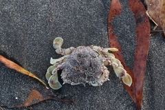 Matuta