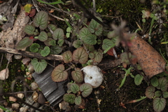 Dracocephalum thymiflorum