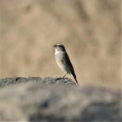 Crithagra albogularis