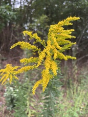 Solidago altissima