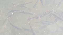 Scardinius erythrophthalmus
