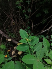 Rauvolfia tetraphylla
