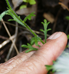 Erigeron neomexicanus