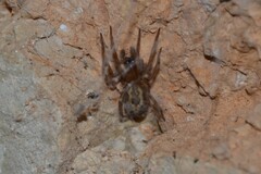 Amaurobius