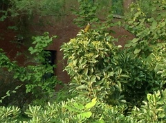 Spizixos semitorques