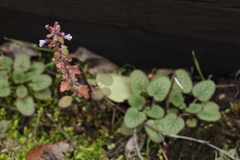 Dracocephalum thymiflorum