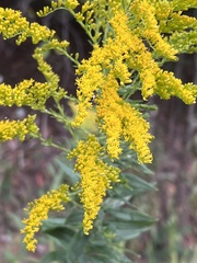 Solidago altissima