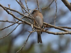 Emberiza leucocephalos