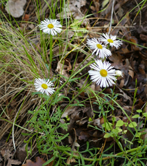 Erigeron neomexicanus