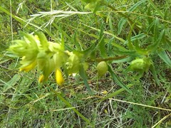 Rhinanthus serotinus aestivalis