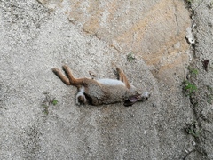 Sylvilagus cunicularius