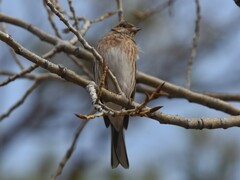 Emberiza leucocephalos