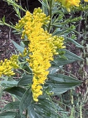 Solidago altissima