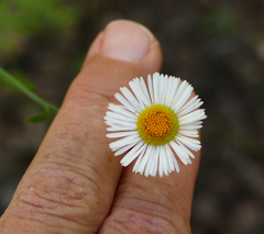 Erigeron neomexicanus