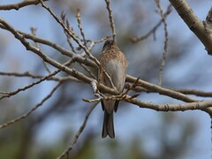 Emberiza leucocephalos