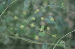 Bupleurum
