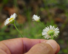 Erigeron neomexicanus