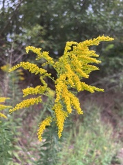 Solidago altissima
