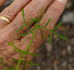 Erigeron neomexicanus