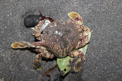 Matuta
