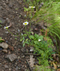 Erigeron neomexicanus