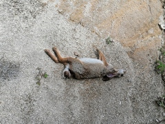 Sylvilagus cunicularius