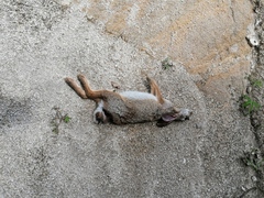 Sylvilagus cunicularius