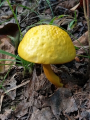 Pulveroboletus