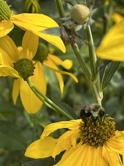Bombus impatiens