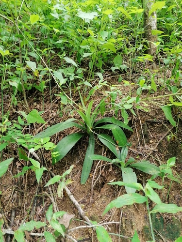 Agave littoralis