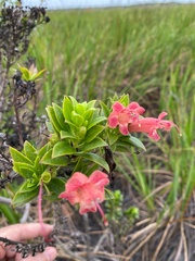 Esterhazya splendida