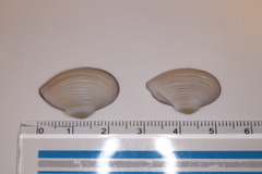 Corbula erythrodon