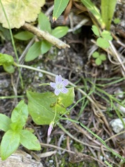 Claytonia sibirica