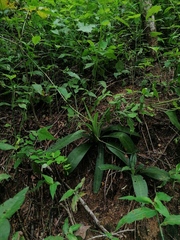 Manfreda littoralis