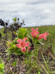 Esterhazya splendida
