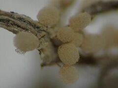 Arcyria riparia