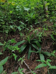 Manfreda littoralis