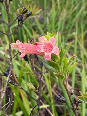 Esterhazya splendida