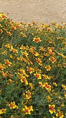 Tagetes lunulata