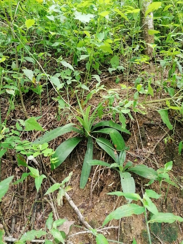 Agave littoralis