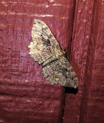 Rheumaptera meadii