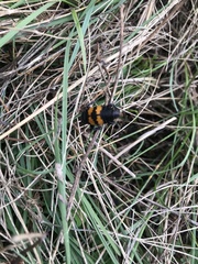 Nicrophorus interruptus