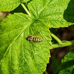 Sphaerophoria scripta