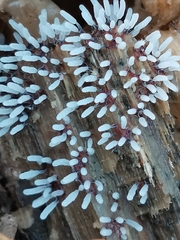 Myxomycetes