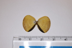 Ruditapes philippinarum