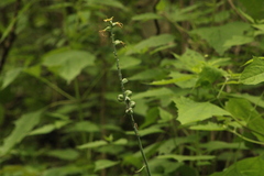Manfreda littoralis