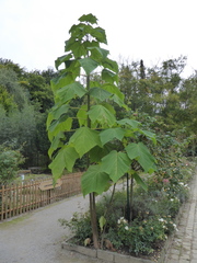 Paulownia tomentosa