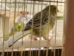 Serinus canaria